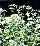 Feverfew - Chrysanthemum Parthenium